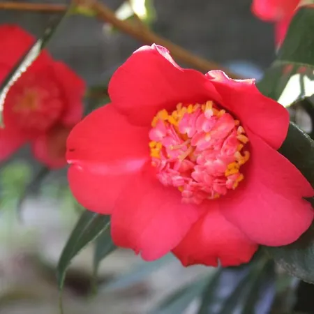 La Camelia D'oro Apartment Oggebio