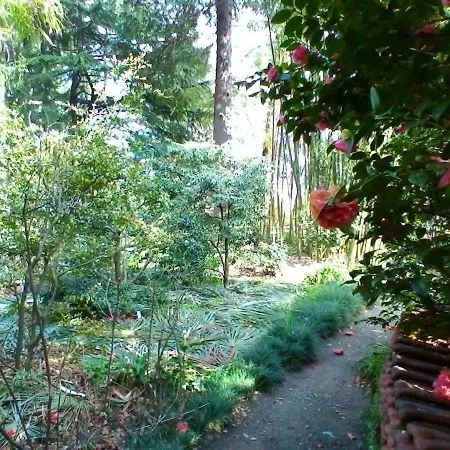 La Camelia D'oro Oggebio