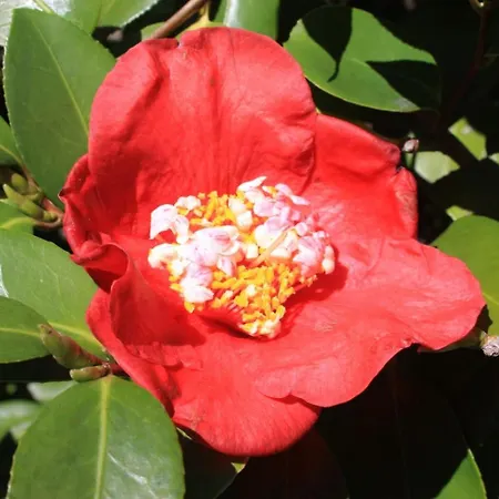 La Camelia D'oro Apartment